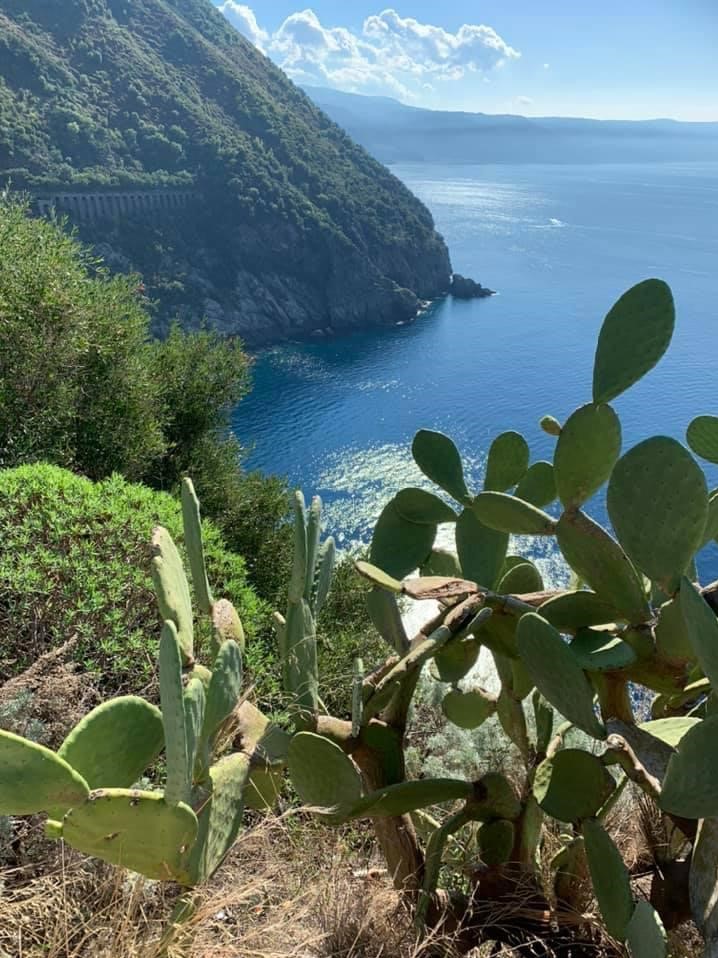 Costa Viola